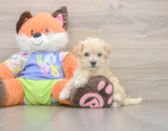8 week old Maltipoo Puppy For Sale - Windy City Pups