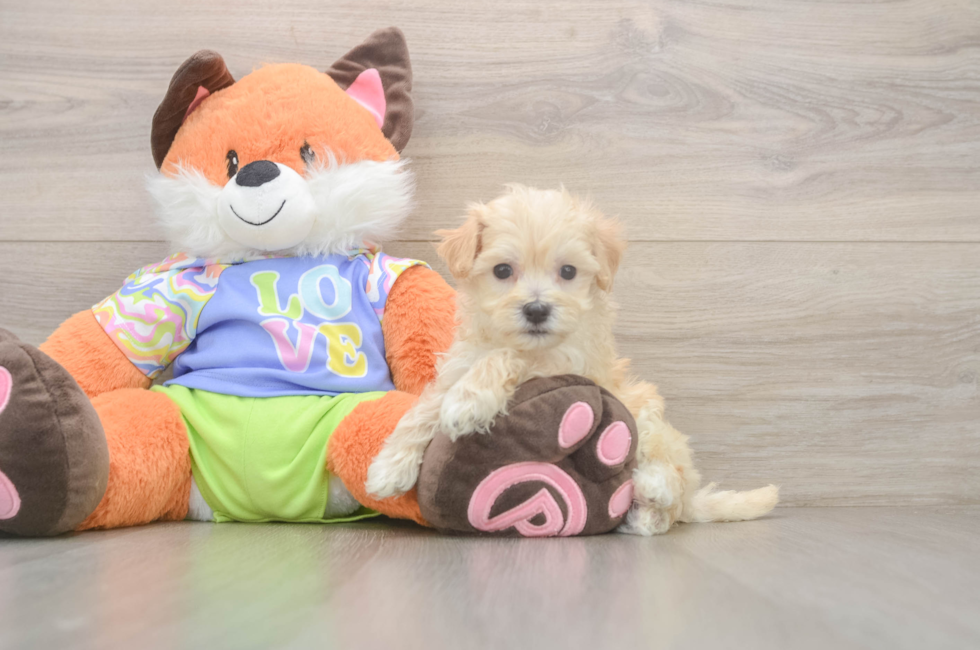 6 week old Maltipoo Puppy For Sale - Windy City Pups