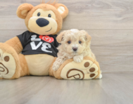 8 week old Maltipoo Puppy For Sale - Windy City Pups