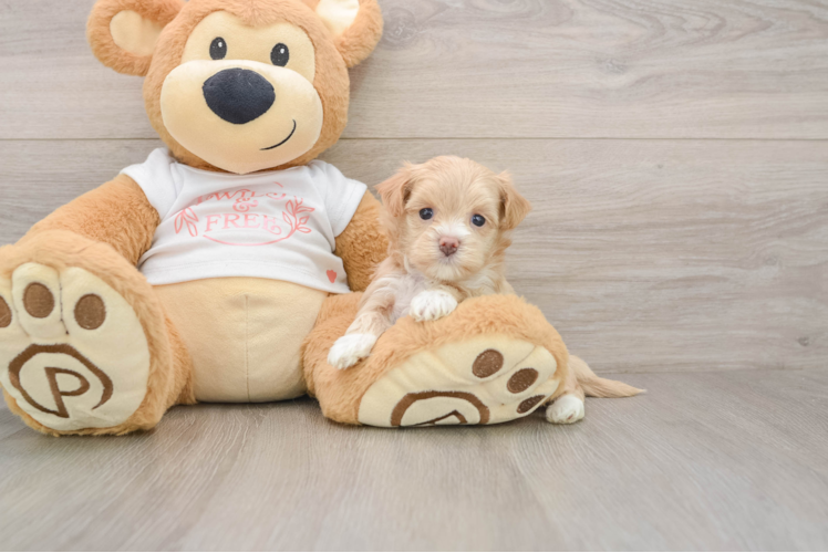 Maltipoo Puppy for Adoption