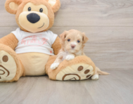 7 week old Maltipoo Puppy For Sale - Windy City Pups