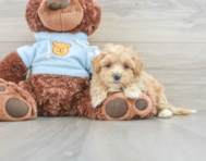 9 week old Maltipoo Puppy For Sale - Windy City Pups