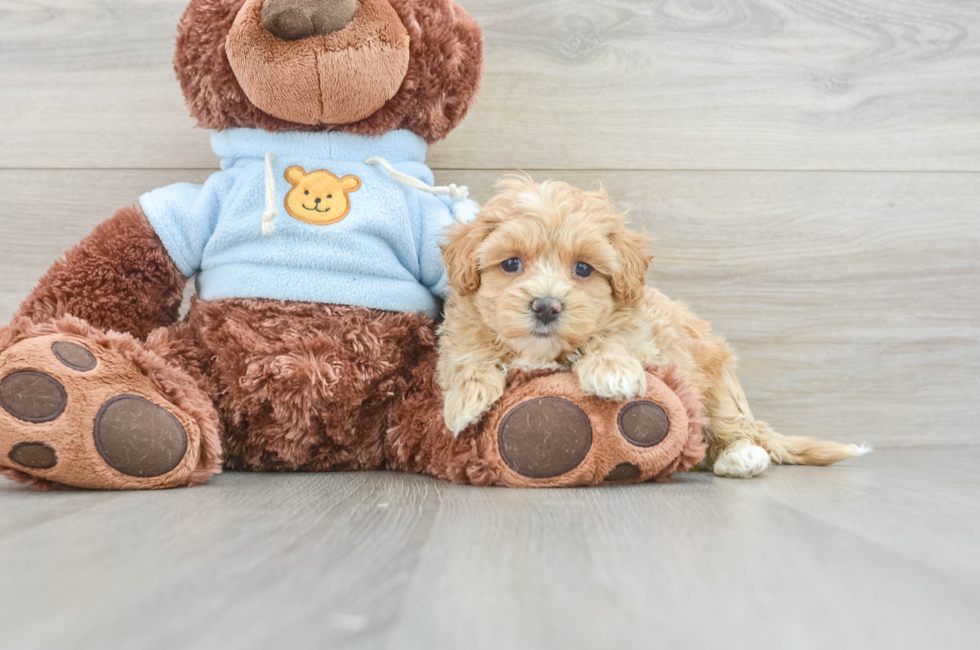 6 week old Maltipoo Puppy For Sale - Windy City Pups