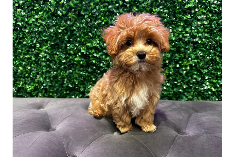 Cute Maltipoo Poodle Mix Pup