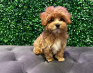 10 week old Maltipoo Puppy For Sale - Windy City Pups