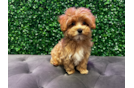 Cute Maltipoo Poodle Mix Pup