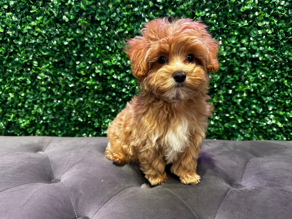 Cute Maltipoo Poodle Mix Pup