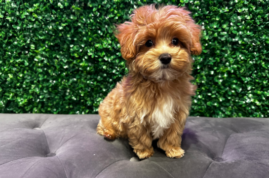 Cute Maltipoo Poodle Mix Pup