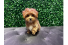 Best Maltipoo Baby