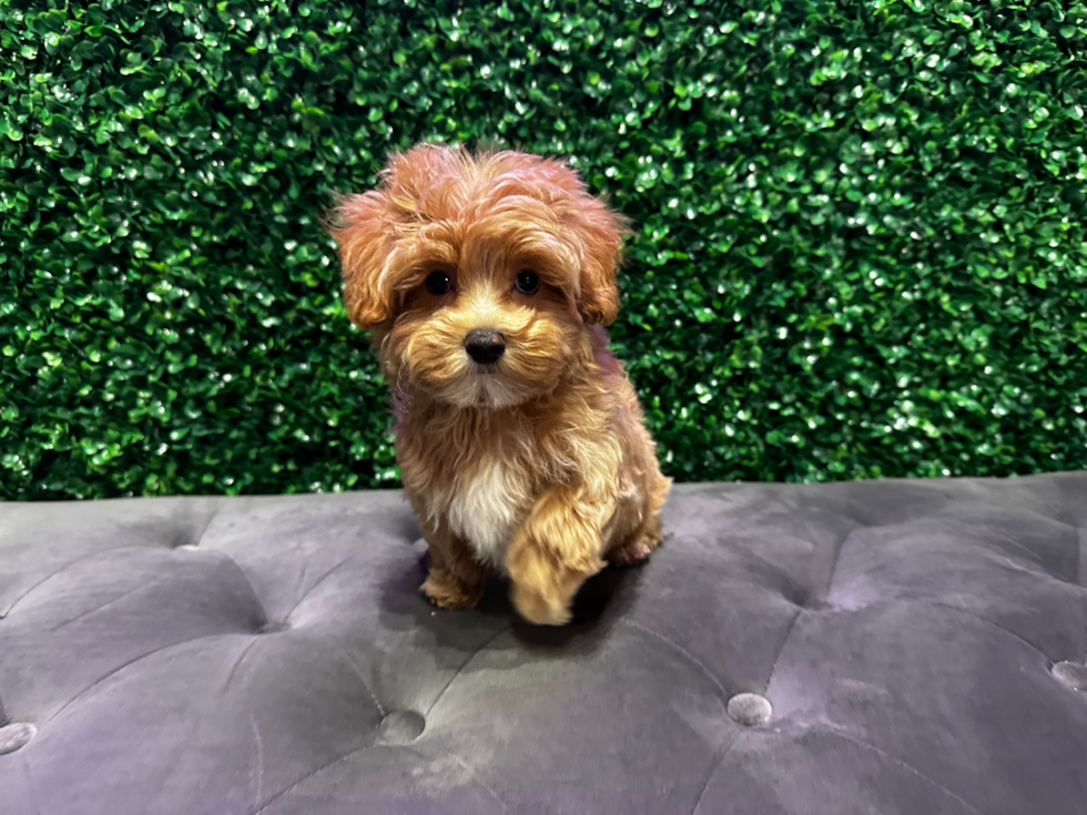 Best Maltipoo Baby