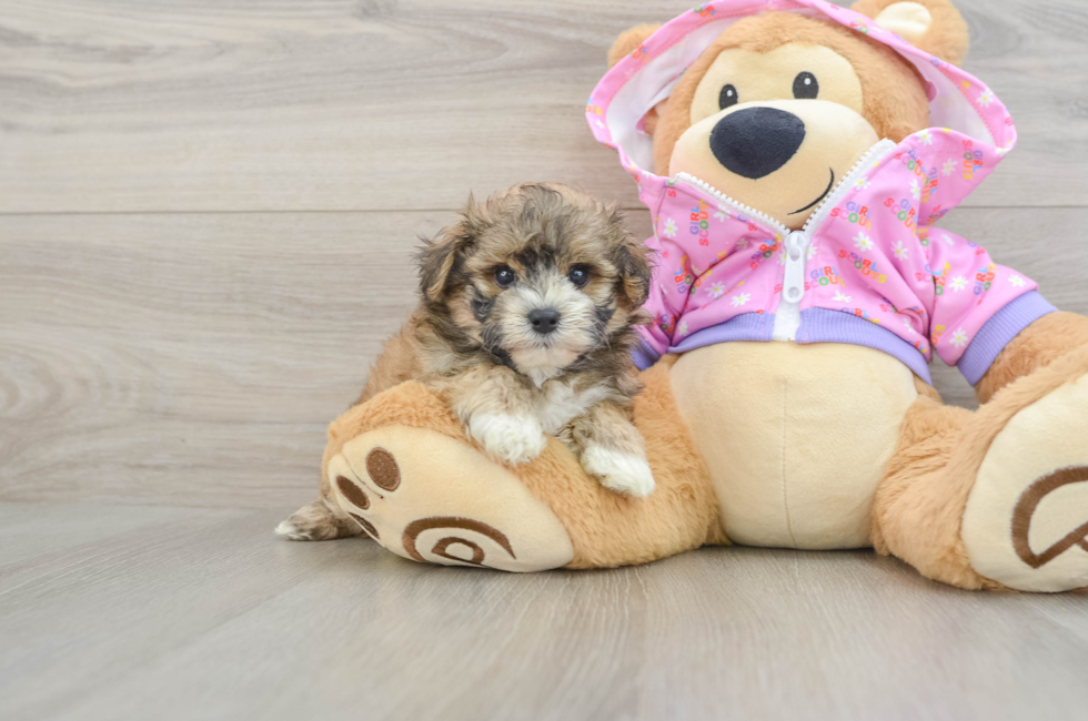 7 week old Maltipoo Puppy For Sale - Windy City Pups