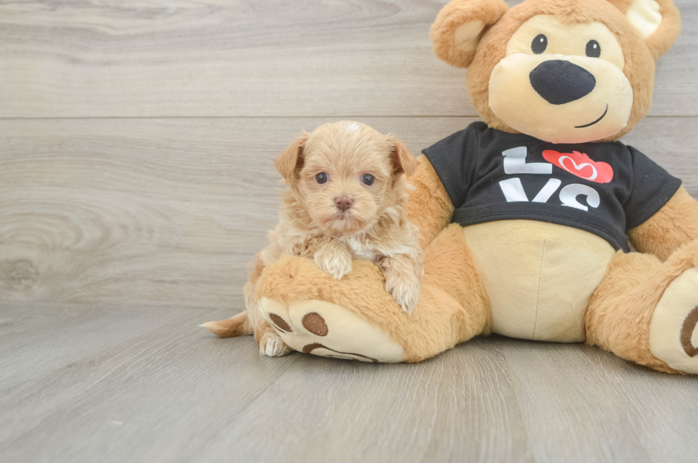 6 week old Maltipoo Puppy For Sale - Windy City Pups