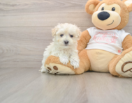 8 week old Maltipoo Puppy For Sale - Windy City Pups