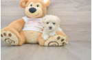 Small Maltipoo Baby