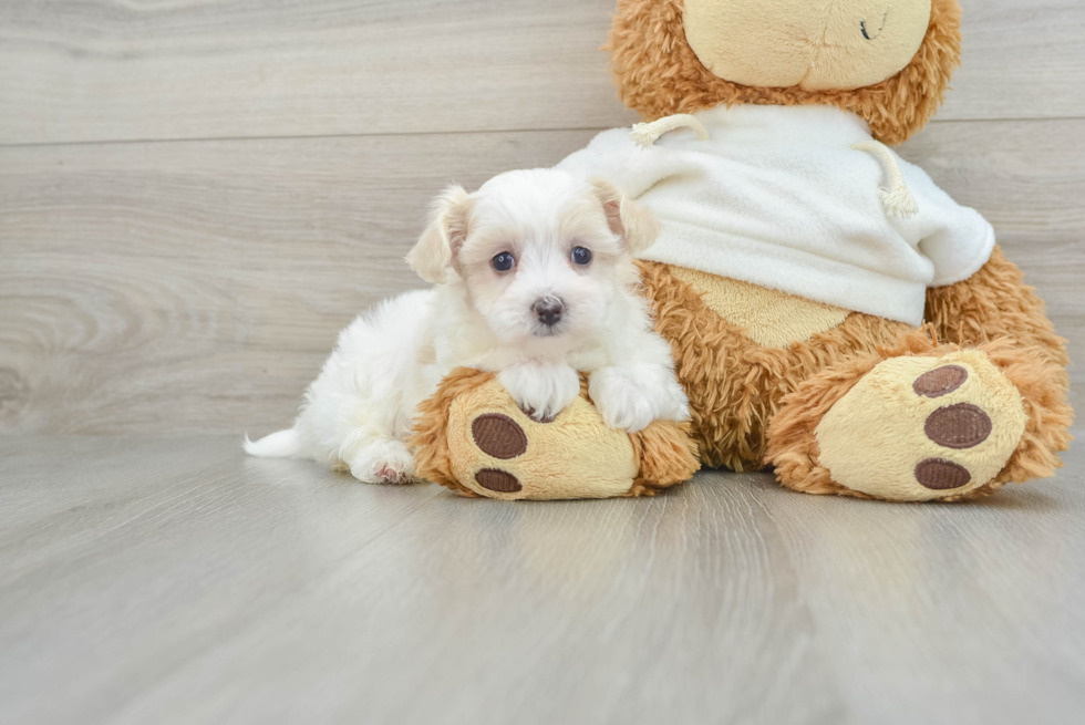 Playful Maltepoo Poodle Mix Puppy