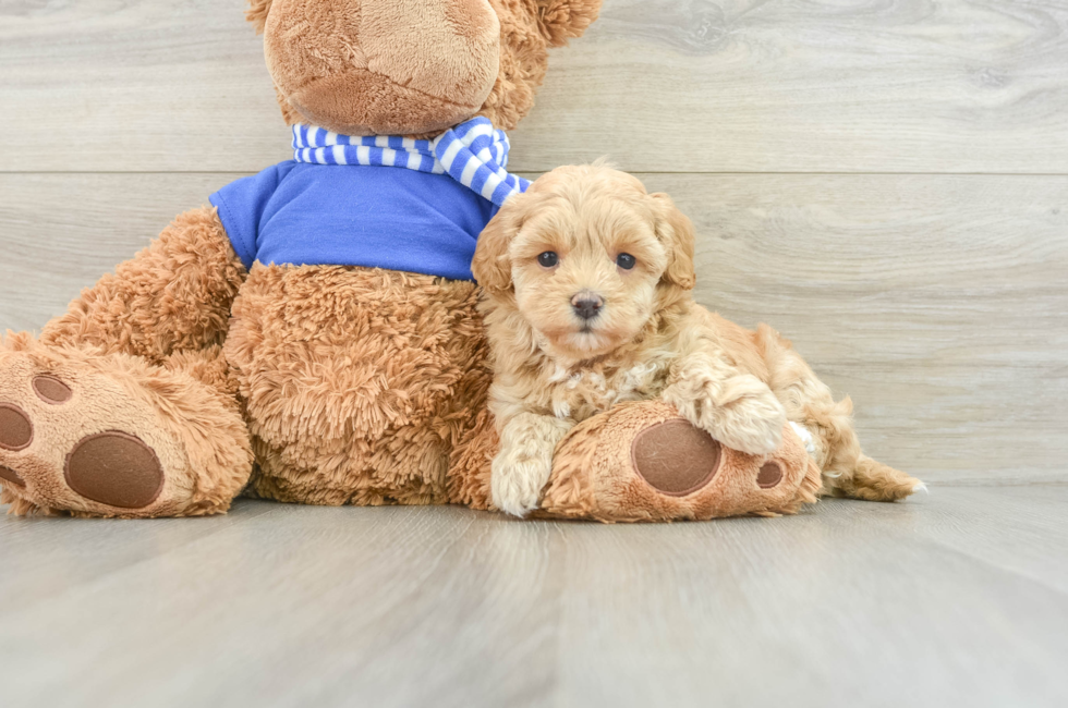 8 week old Maltipoo Puppy For Sale - Windy City Pups