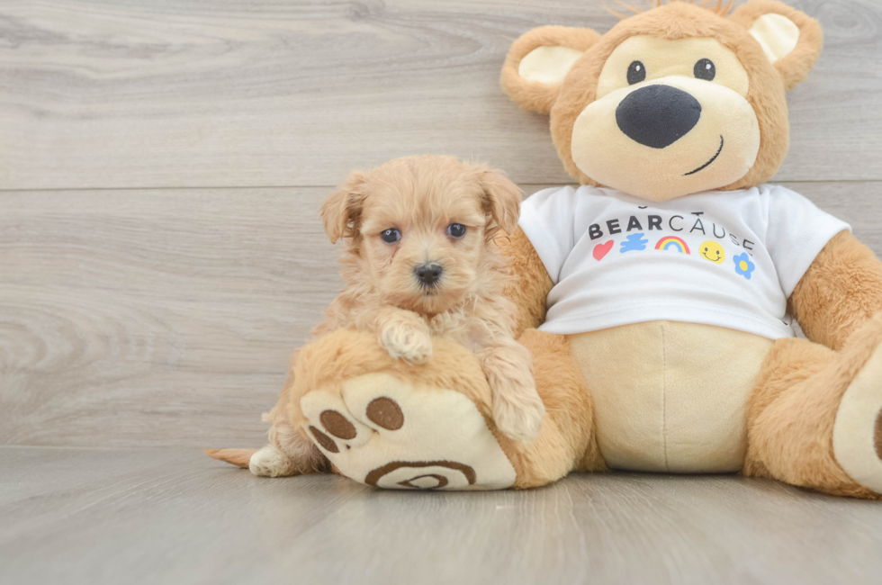 6 week old Maltipoo Puppy For Sale - Windy City Pups