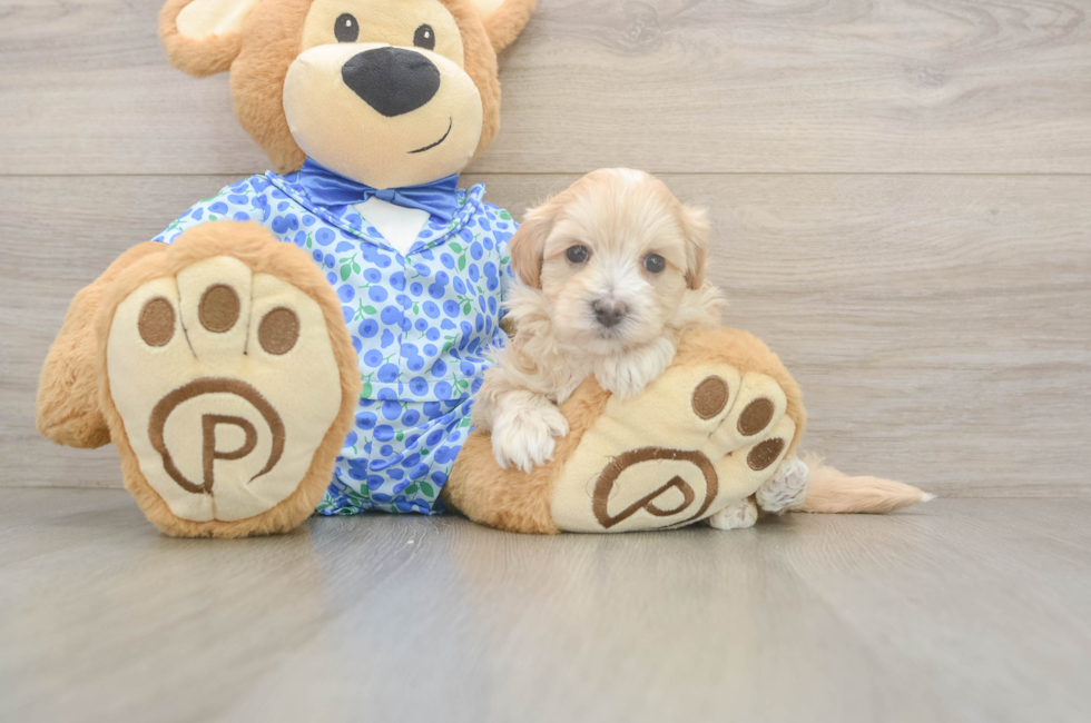 5 week old Maltipoo Puppy For Sale - Windy City Pups