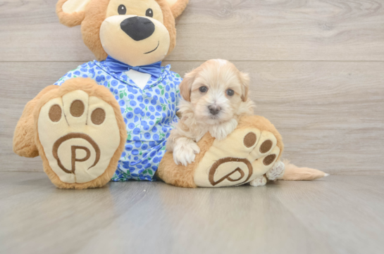 5 week old Maltipoo Puppy For Sale - Windy City Pups Popular Maltipoo Poodle Mix Pup