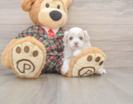 8 week old Maltipoo Puppy For Sale - Windy City Pups