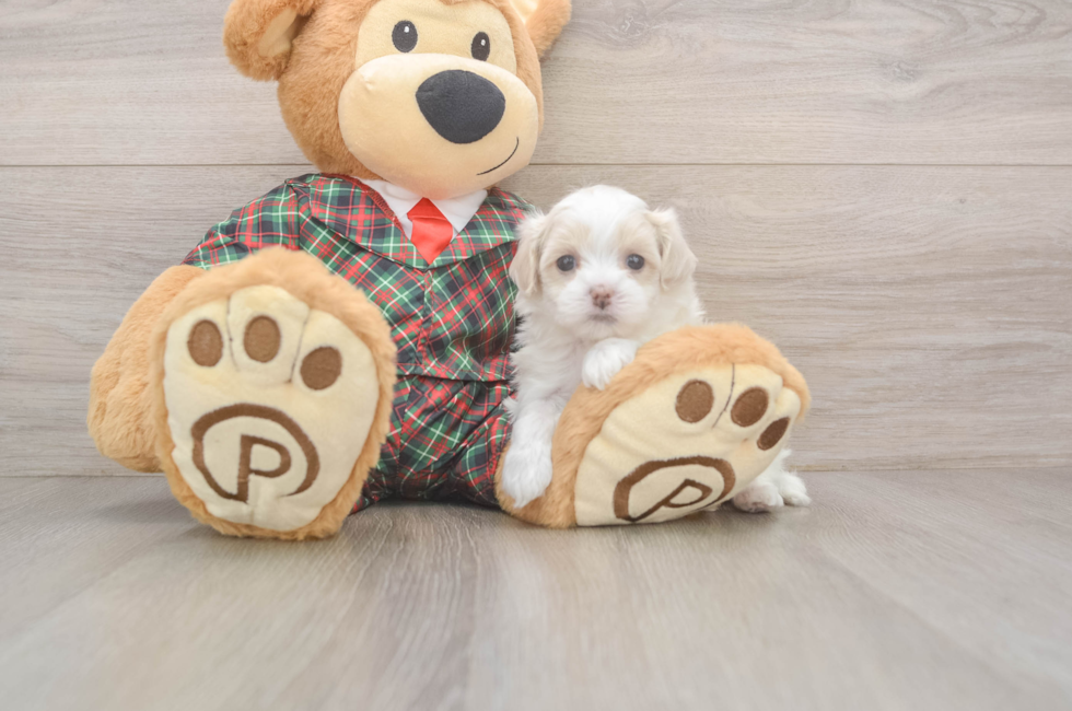 5 week old Maltipoo Puppy For Sale - Windy City Pups