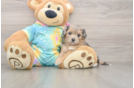 Friendly Maltipoo Baby