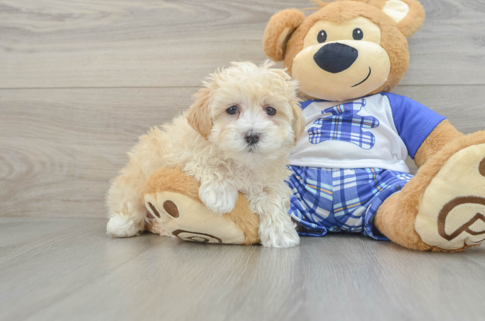 6 week old Maltipoo Puppy For Sale - Windy City Pups