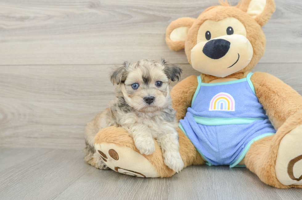 5 week old Maltipoo Puppy For Sale - Windy City Pups