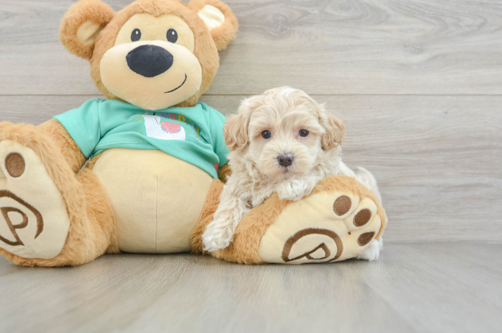 7 week old Maltipoo Puppy For Sale - Windy City Pups