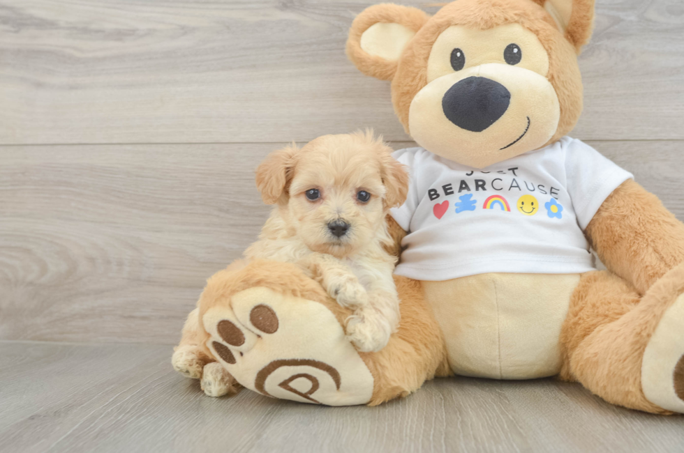6 week old Maltipoo Puppy For Sale - Windy City Pups