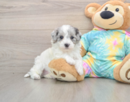 8 week old Maltipoo Puppy For Sale - Windy City Pups