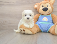 8 week old Maltipoo Puppy For Sale - Windy City Pups