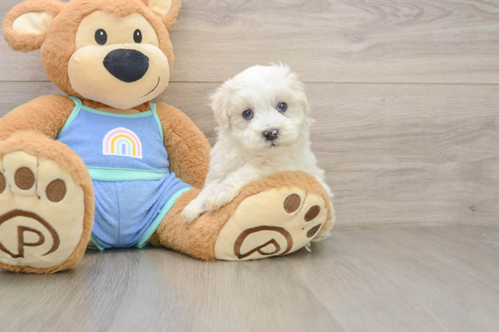 Hypoallergenic Maltepoo Poodle Mix Puppy