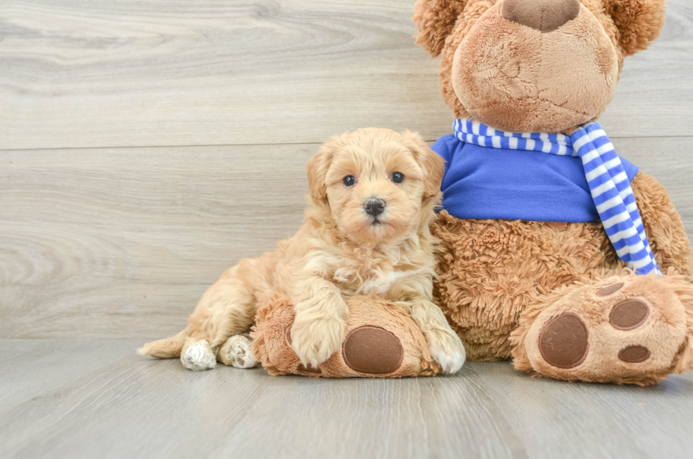 8 week old Maltipoo Puppy For Sale - Windy City Pups