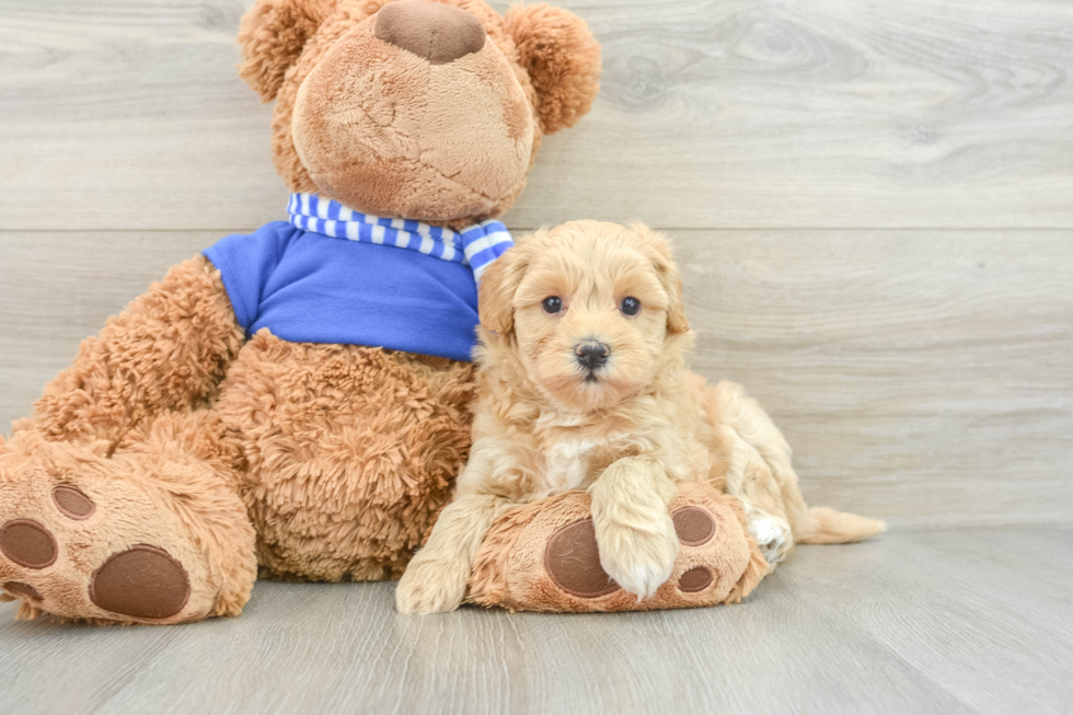 Maltipoo Puppy for Adoption