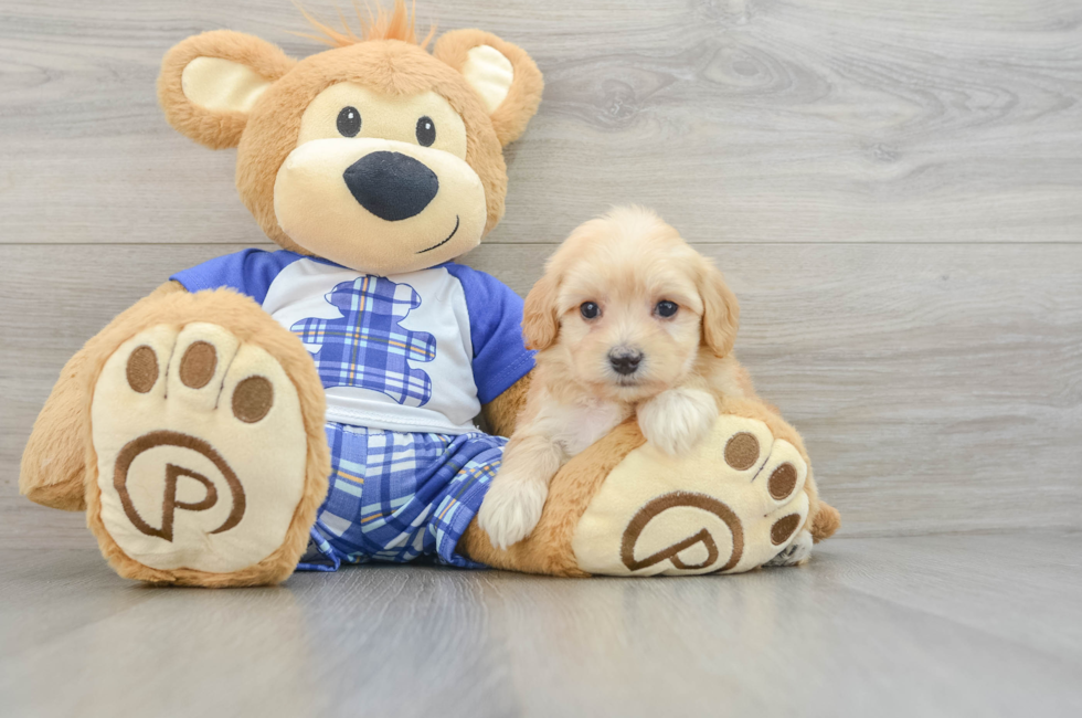 6 week old Maltipoo Puppy For Sale - Windy City Pups