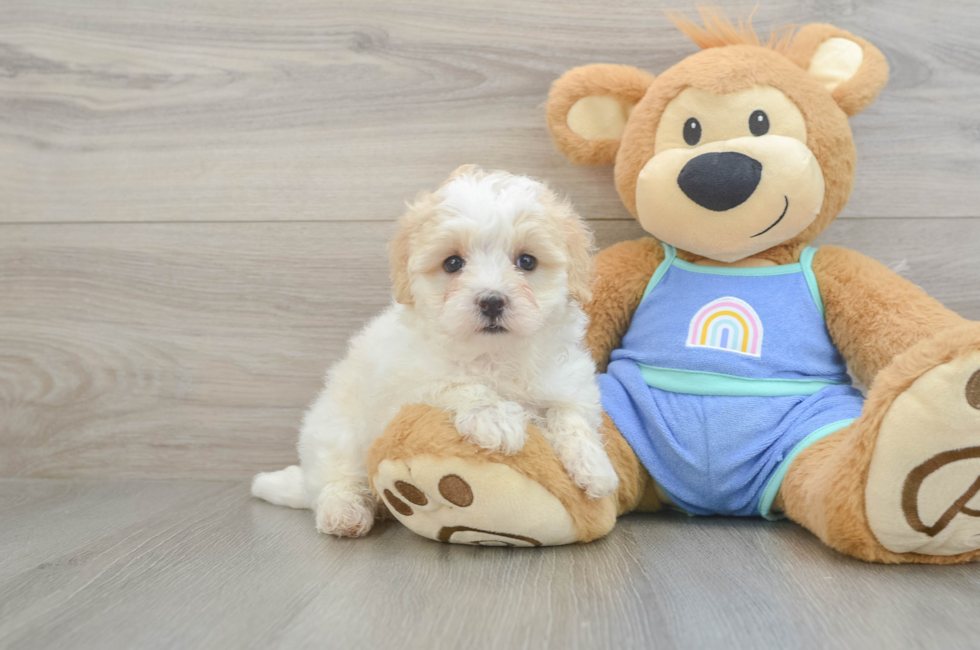 5 week old Maltipoo Puppy For Sale - Windy City Pups