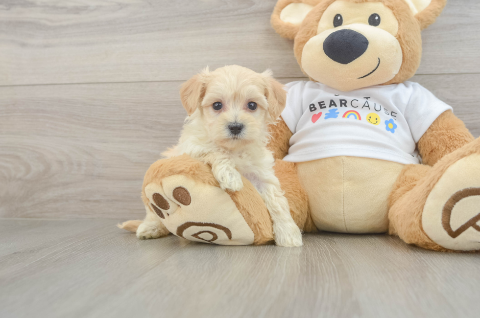 6 week old Maltipoo Puppy For Sale - Windy City Pups
