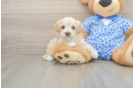 Maltipoo Puppy for Adoption