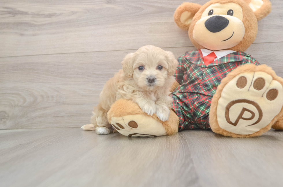 5 week old Maltipoo Puppy For Sale - Windy City Pups