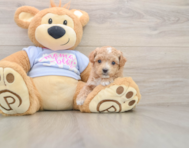 7 week old Maltipoo Puppy For Sale - Windy City Pups