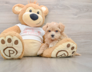9 week old Maltipoo Puppy For Sale - Windy City Pups