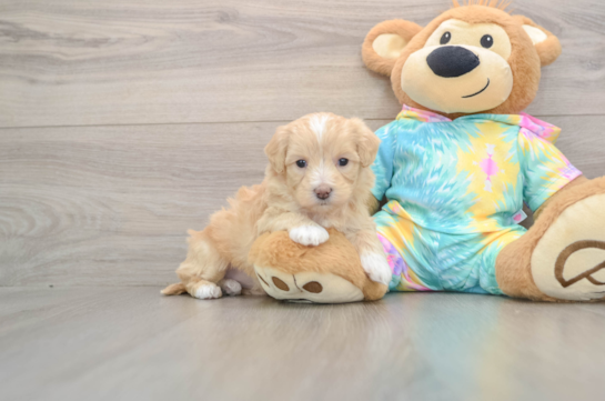 Best Maltipoo Baby