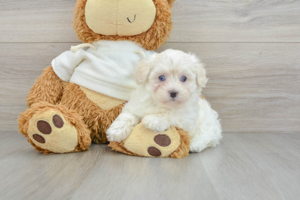 Smart Maltipoo Poodle Mix Pup