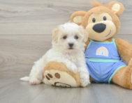8 week old Maltipoo Puppy For Sale - Windy City Pups