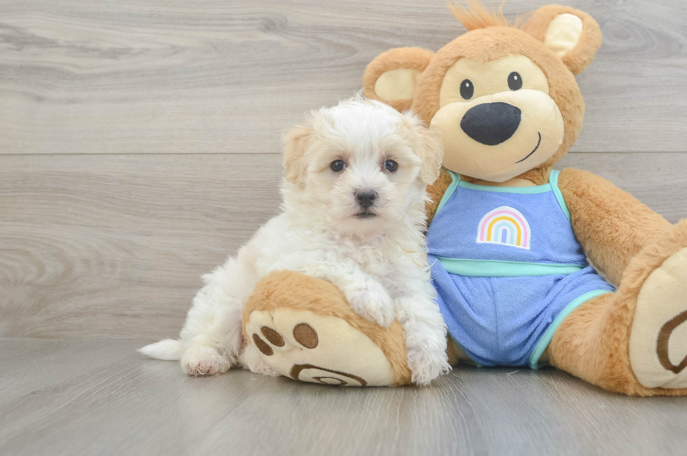 5 week old Maltipoo Puppy For Sale - Windy City Pups