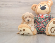 9 week old Maltipoo Puppy For Sale - Windy City Pups