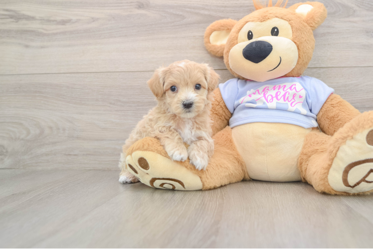 Maltipoo Pup Being Cute