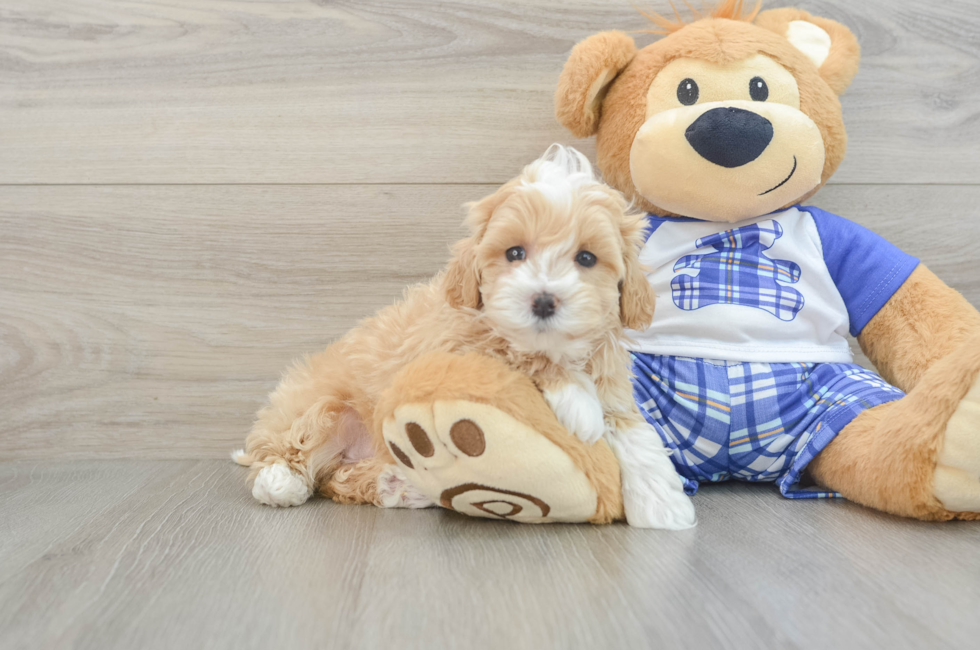 6 week old Maltipoo Puppy For Sale - Windy City Pups