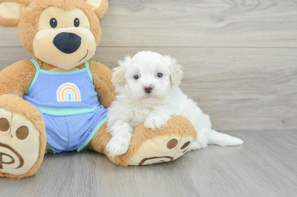 5 week old Maltipoo Puppy For Sale - Windy City Pups